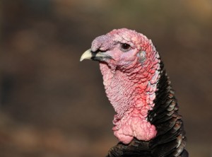 A photo of a turkey's head from the side profile on a out of focus brown background